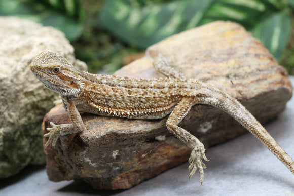 DRAGON BARBUDO MACHO SUBADULTO  ID : 16