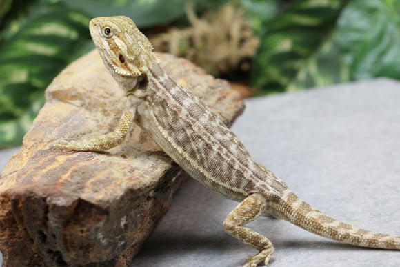 DRAGON BARBUDO MACHO SUBADULTO  ID : 17