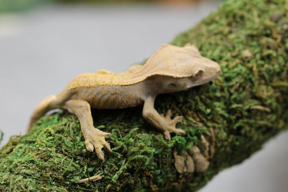 GECKO CRESTADO FLAME SIN SEXAR ID : 160