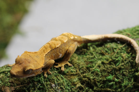 GECKO CRESTADO FLAME SIN SEXAR ID : 6-8