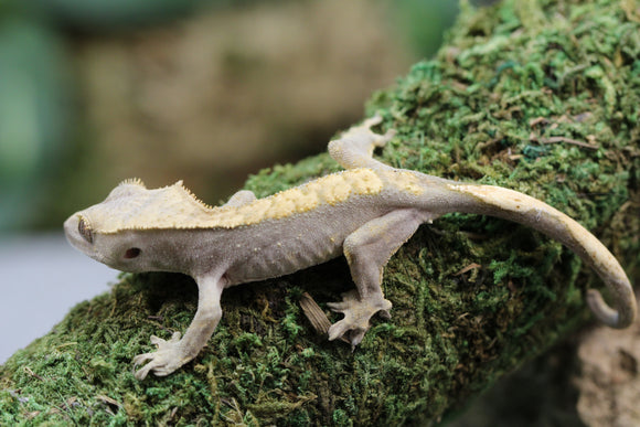 GECKO CRESTADO FLAME SIN SEXAR ID : 1-13