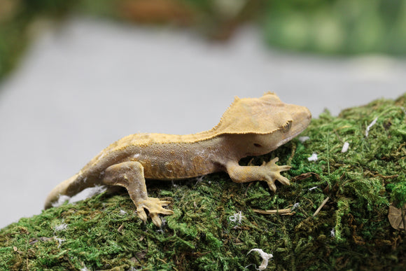 GECKO CRESTADO FLAME SIN SEXAR ID : 3-6