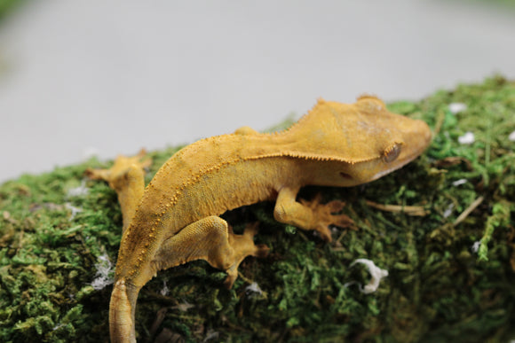 GECKO CRESTADO FLAME DALMATIAN SIN SEXAR ID : 10-6