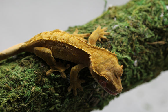 GECKO CRESTADO FLAME DALMATIAN SIN SEXAR ID : 14-11