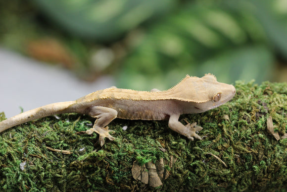 GECKO CRESTADO FLAME DALMATIAN SIN SEXAR ID : 15-13