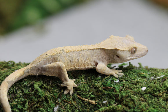 GECKO CRESTADO FLAME DALMATIAN SIN SEXAR ID : 5-11