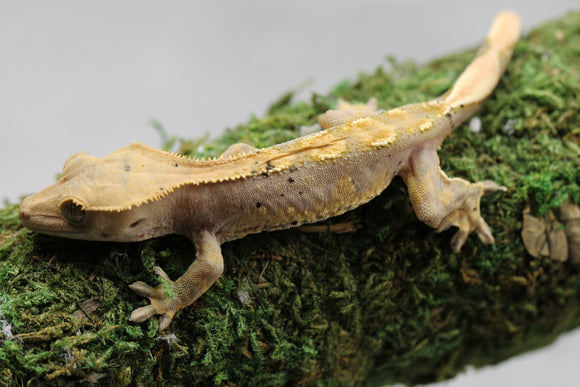 GECKO CRESTADO FLAME DALMATIAN SIN SEXAR ID : 9-16
