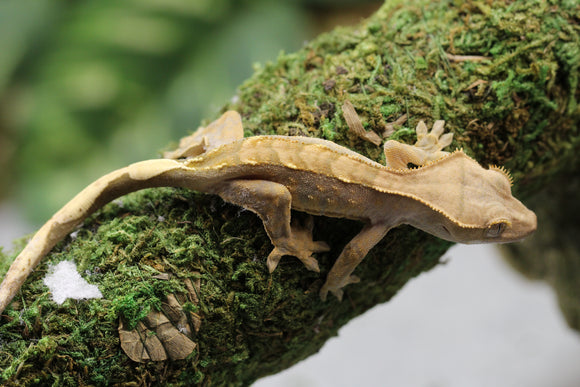 GECKO CRESTADO HARLEQUIN SIN SEXAR ID : 9-13