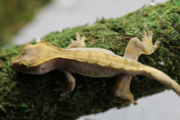 GECKO CRESTADO HARLEQUIN SIN SEXAR ID : 1-2