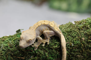 GECKO CRESTADO HARLEQUIN SIN SEXAR ID : 7-16