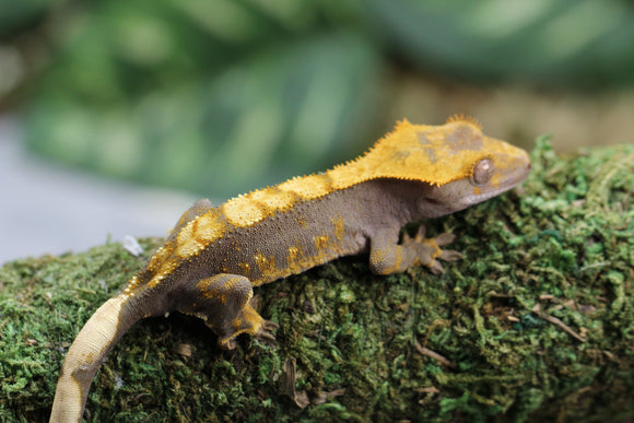 GECKO CRESTADO HARLEQUIN SIN SEXAR ID : 4-2