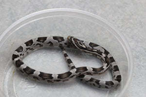 MAIZERA BLACK HEMBRA ID : 16
