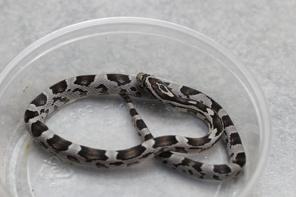MAIZERA BLACK HEMBRA ID : 16