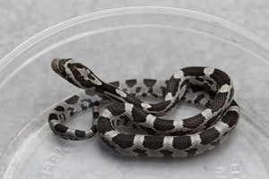MAIZERA BLACK MACHO ID : 17