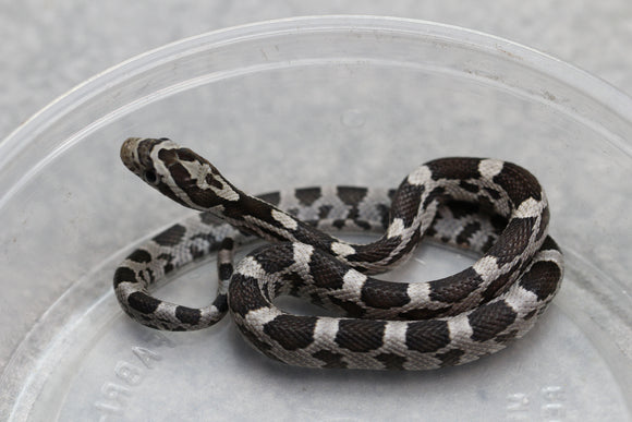 MAIZERA BLACK MACHO ID : 17