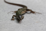 LAGARTO COLA DE LÁTIGO