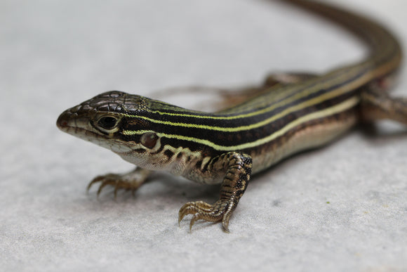 LAGARTO COLA DE LÁTIGO