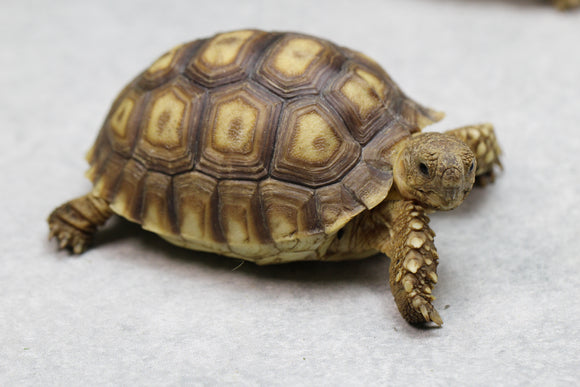 SULCATA 10-12 CM