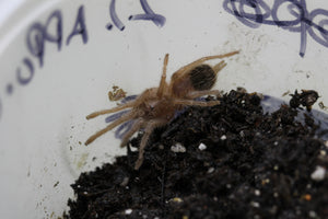 TARANTULA T.SCHOEDERI  Sling