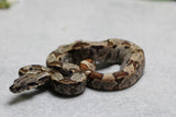 BOA HYPO IMG HET KHAL ALBINO HEMBRA ID : 1-1