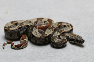 BOA HYPO IMG HET KHAL ALBINO HEMBRA ID : 1-1