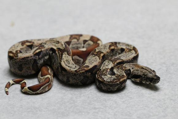 BOA HYPO IMG HET KHAL ALBINO HEMBRA ID : 1-1