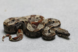 BOA HYPO IMG HET KHAL ALBINO HEMBRA ID : 1-1