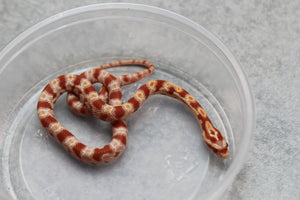 MAIZERA ALBINO OKETEE HEMBRA ID : 8