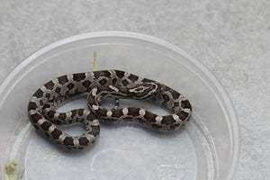 MAIZERA BLACK MACHO ID : 9