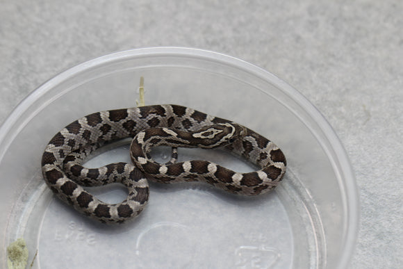 MAIZERA BLACK MACHO ID : 9