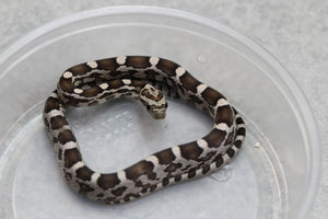 MAIZERA BLACK MACHO ID : 10
