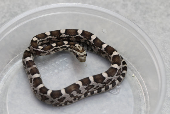 MAIZERA BLACK MACHO ID : 10