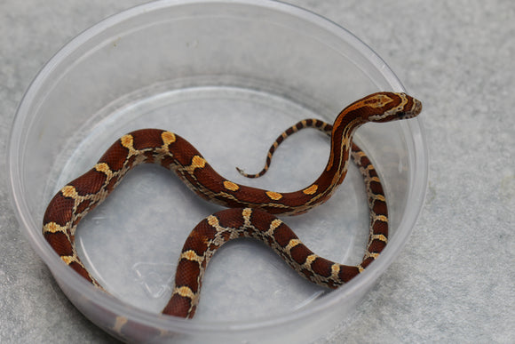 MAIZERA NOMINAL MACHO ID : 12