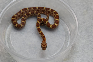 MAIZERA NOMINAL MACHO ID : 13