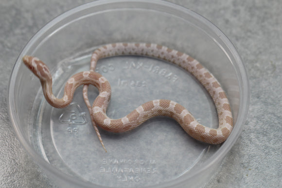MAIZERA SNOW  MACHO ID : 14