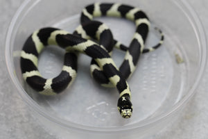 REY CALIFORNIA BANDEADA HEMBRA ID : 17