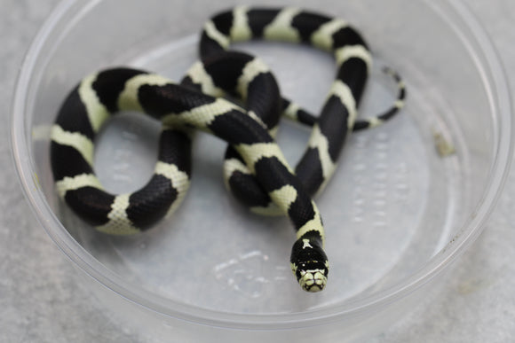 REY CALIFORNIA BANDEADA HEMBRA ID : 17