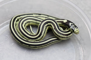 REY CALIFORNIA STRIPED MACHO ID : 20