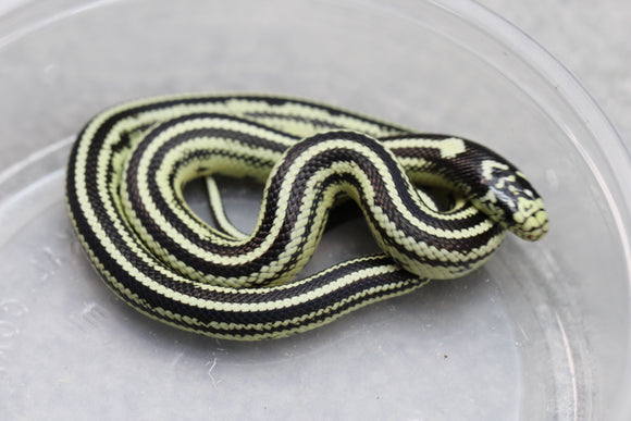 REY CALIFORNIA STRIPED MACHO ID : 20