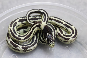 REY CALIFORNIA STRIPED HEMBRA ID : 21