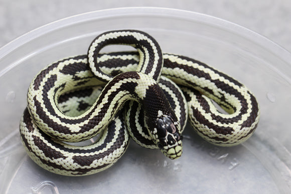 REY CALIFORNIA STRIPED HEMBRA ID : 21