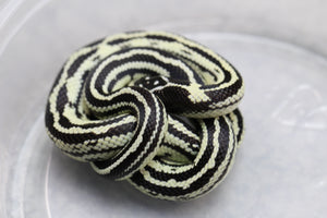 REY CALIFORNIA STRIPED HEMBRA  ID : 22