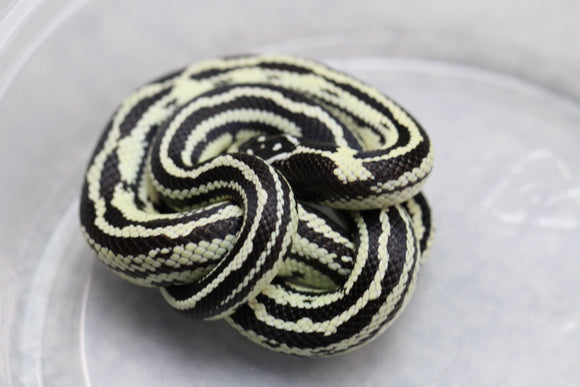 REY CALIFORNIA STRIPED HEMBRA  ID : 22