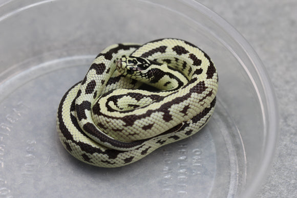 REY CALIFORNIA STRIPED HIGH WHITE HEMBRA ID : 23