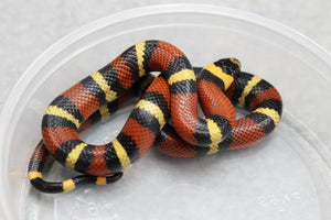 FALSA CORAL ORANGE ( NELSON X PUEBLA) MACHO ID : 121