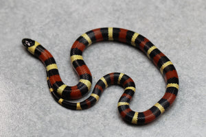 FALSA CORAL ORANGE ( NELSON X PUEBLA) HEMBRA ID : 122