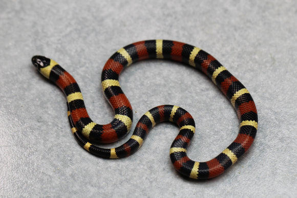 FALSA CORAL ORANGE ( NELSON X PUEBLA) HEMBRA ID : 122
