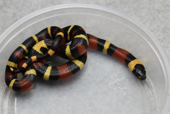 FALSA CORAL ORANGE ( NELSON X PUEBLA) HEMBRA ID : 123