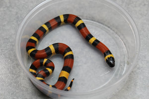 FALSA CORAL ORANGE ( NELSON X PUEBLA) HEMBRA ID :124