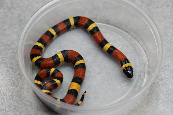 FALSA CORAL ORANGE ( NELSON X PUEBLA) HEMBRA ID :124